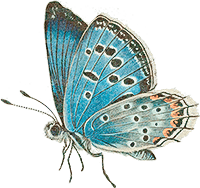 Sinai Baton Blue Illustration
