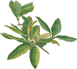 Nightcap Oak Illustration